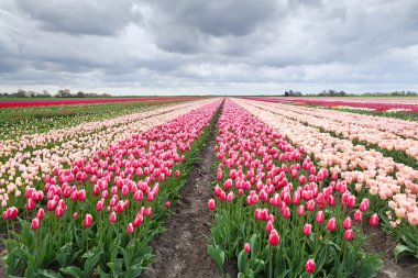 Hollanda renkli lale alanları