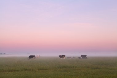 Yaz aylarında puslu mera üzerinde birkaç inek