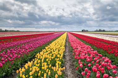 many colorful tulips on fields clipart