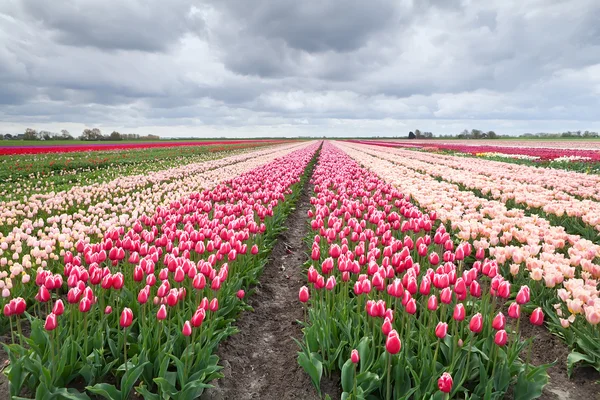 Nederlandse kleurrijke tulpenvelden — Stockfoto