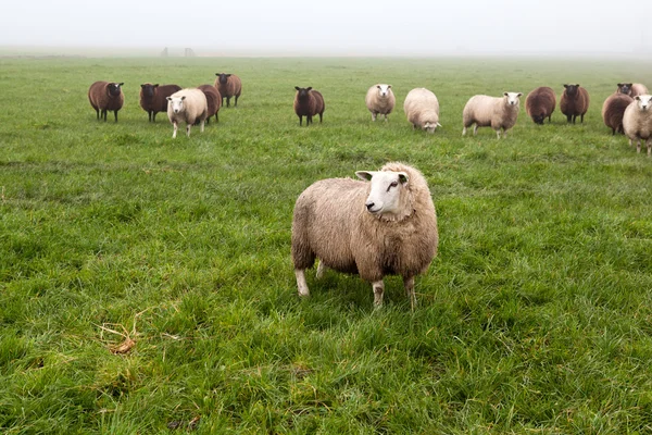 Holländische Schafe auf der Weide im Nebel — Stockfoto