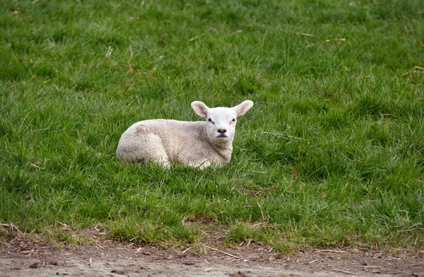 Lämmchen auf Gras im Freien — Stockfoto