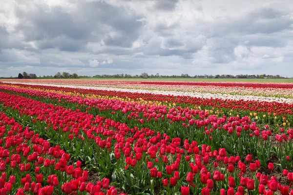 Coloridos campos de tulipas primavera na Holanda — Fotografia de Stock