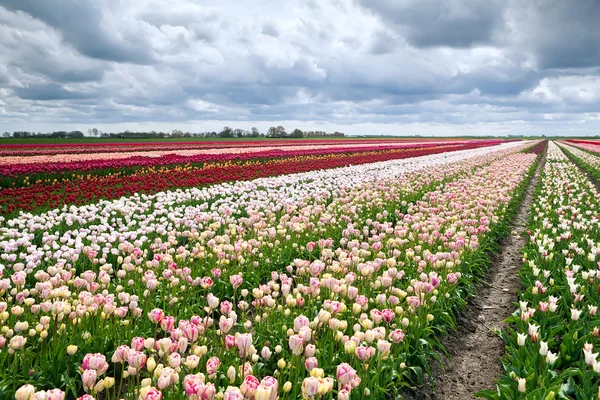 Campos holandeses com muitas tulipas coloridas — Fotografia de Stock