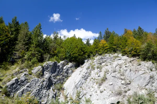 Cespuglio verde su roccia — Foto Stock