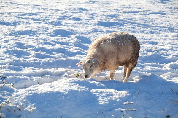 Голландские овцы на зимнем пастбище — стоковое фото