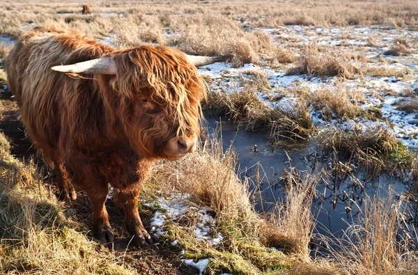 Skotský náhorní skot venku na pastvině — Stock fotografie