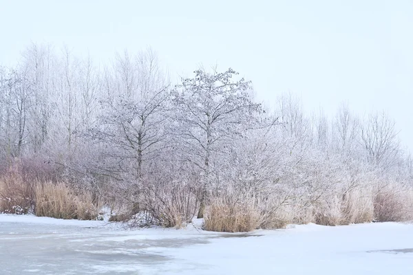 Vit frost på träd — Stockfoto