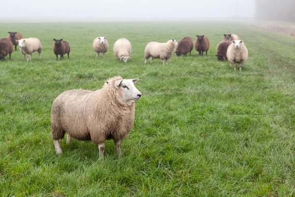 Pecore su pascolo nebbioso — Foto Stock