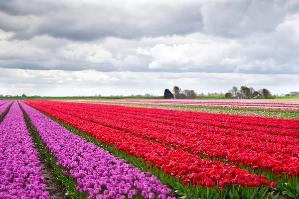 Champ de tulipes violettes et rouges — Photo