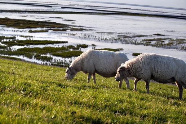 Two sheep on pasture — Stock Photo, Image