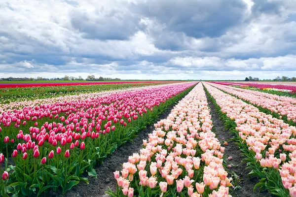 Campos de tulipas holandesas na primavera — Fotografia de Stock