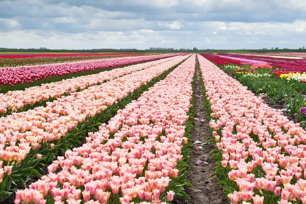 Muitas tulipas em campos holandeses de primavera — Fotografia de Stock