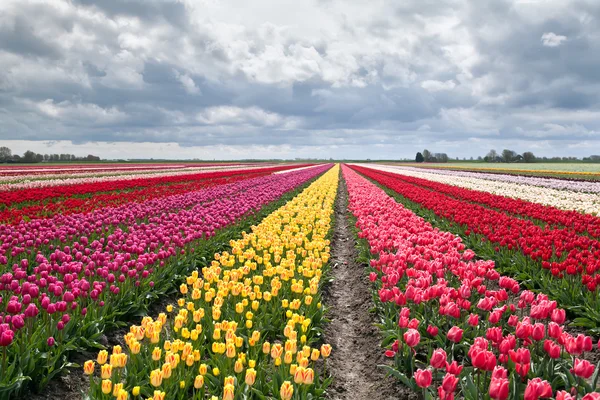 Muitas tulipas coloridas em campos — Fotografia de Stock