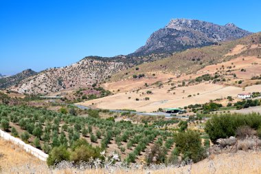 zeytin ağacı alanları ve dağın içinde montecorto, İspanya