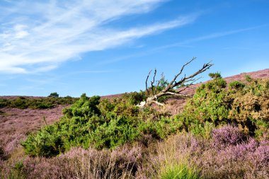 çiçekli heather ile Bush kuru ağaç