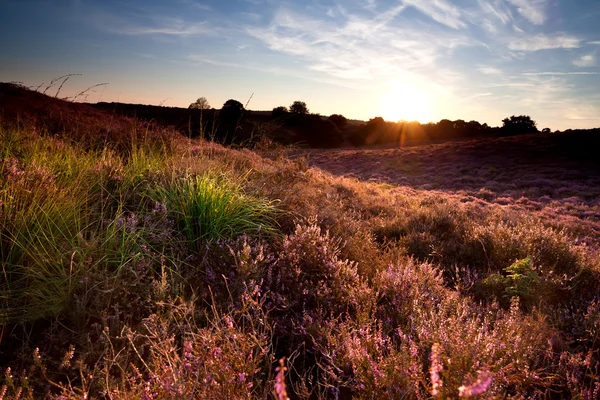 Înflorire heather la apusul soarelui — Fotografie, imagine de stoc