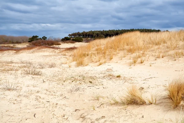 Sand dunes by Haarlem — ストック写真