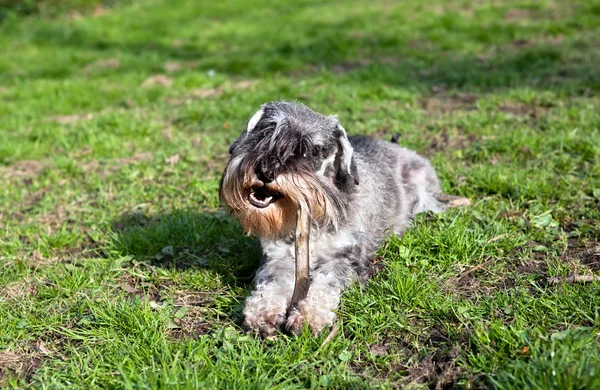 Funny cute schnauzer with steak — Stock Photo, Image