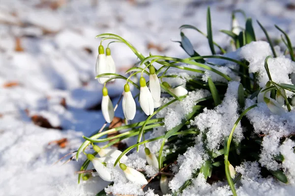 Schneeglöckchen blühen im Schnee zum Frühlingsanfang — Stockfoto