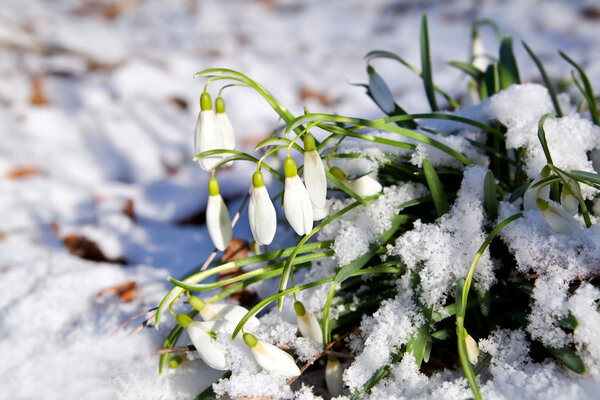 snowdrops flowers in snow at early spring