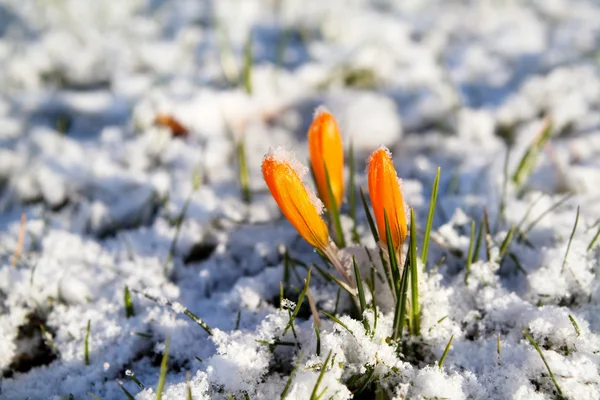 Žlutá crocus květina ve sněhu — Stock fotografie