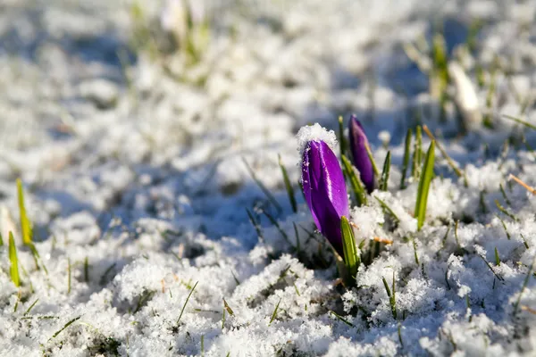 Fleur de crocus dans la neige au début du printemps — Photo