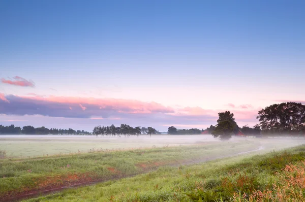 Fog over summer meadow in sunrise — Stock Photo, Image