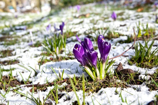 雪の美しいすみれ色クロッカスの花 — ストック写真