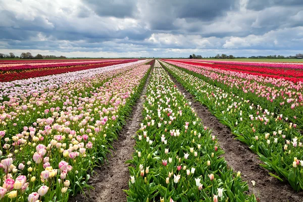 Linhas de tulipas coloridas na Holanda — Fotografia de Stock