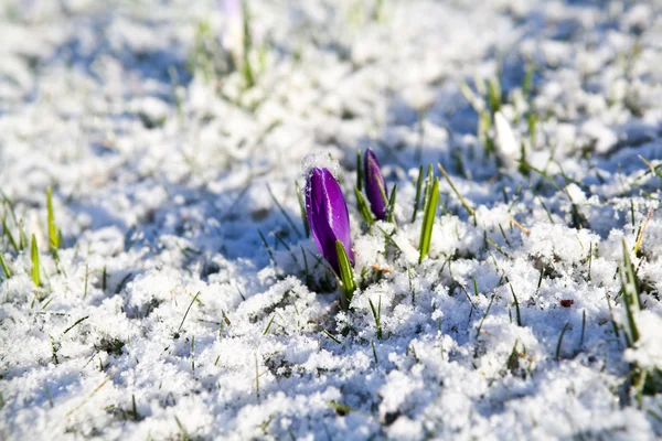 雪の中で紫のクロッカスの花 — ストック写真