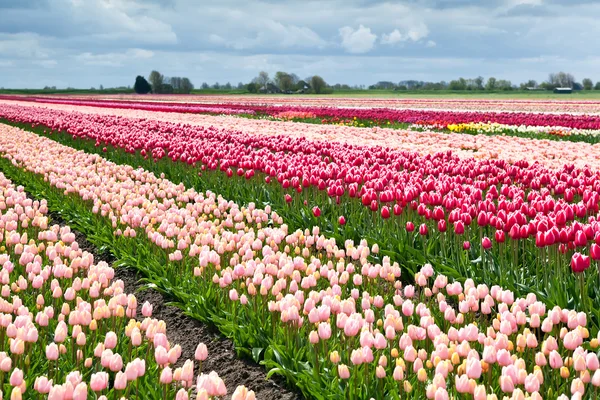 Campo con tulipani colorati in primavera — Foto Stock