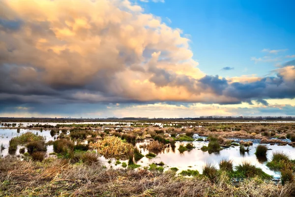 Hermoso paisaje nublado sobre pantano — Foto de Stock