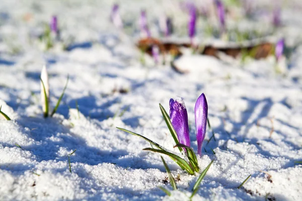 Krokusblüten im Schnee — Stockfoto