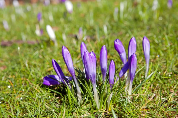 Crocuses on green grass in spring — Stock Photo, Image