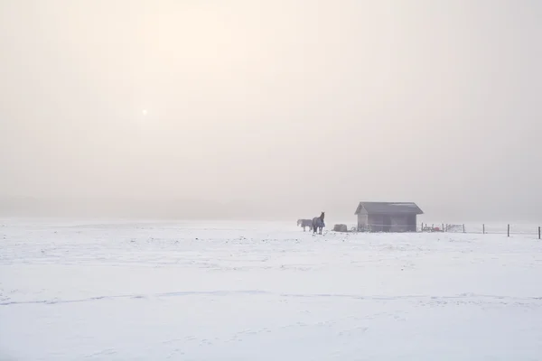 Chevaux à la ferme dans la matinée froide brumeuse — Photo