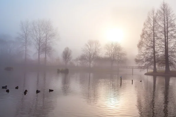 Туманное утро в осеннем парке — стоковое фото