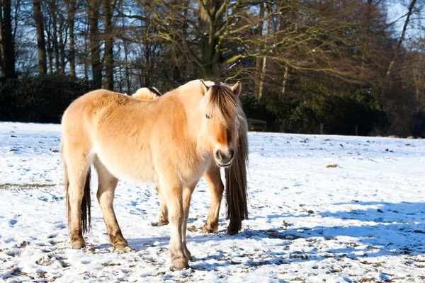 Horse on winter pasture — Stock Photo, Image