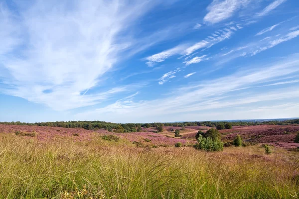 Meadows with flowering heather — Stock Photo, Image