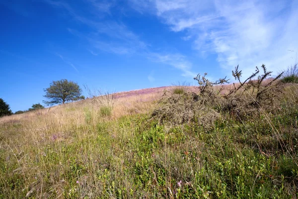 Hill with pink heather — Stock Photo, Image