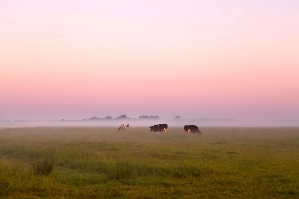 Bovins dans le brouillard sur les pâturages d'été — Photo