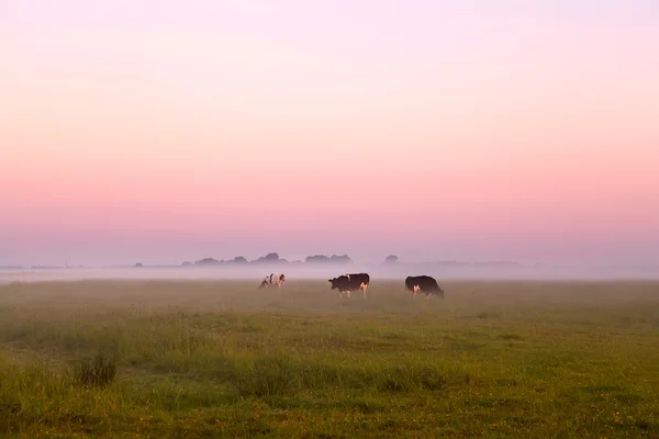 Gado em nevoeiro em pasto de verão — Fotografia de Stock