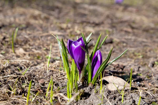 Bellissimi fiori di croco in primavera — Foto Stock