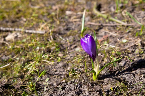 Flor de cocodrilo púrpura en primavera — Foto de Stock