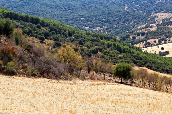 Bosco e prati nelle montagne spagnole — Foto Stock