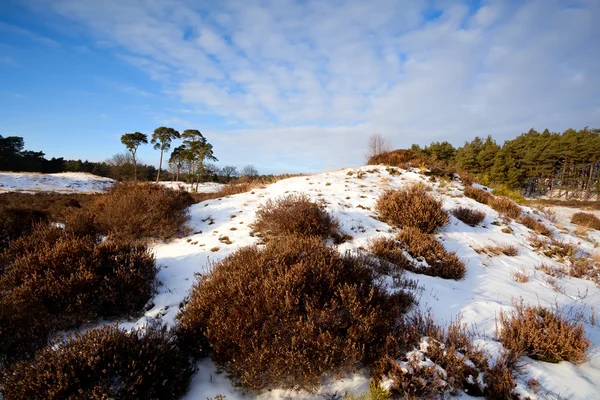 Heather på kulle i vinter — Stockfoto