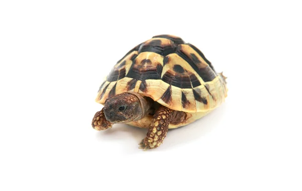 Hermann's tortoise on white — Stock Photo, Image