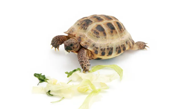 Russische tortoise eten van kool — Stockfoto