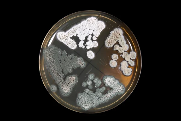 Penicillum fungi on agar plate over black — Stock Photo, Image