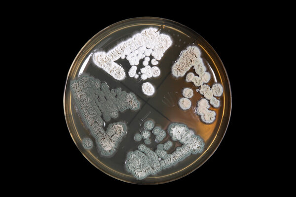 Penicillum fffi on agar plate over black
